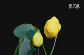 poi浏览器官网